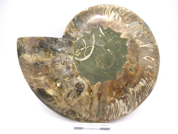 General Cretaceous Age Ammonite Pair Fossils From Madagascar For Sale #52a