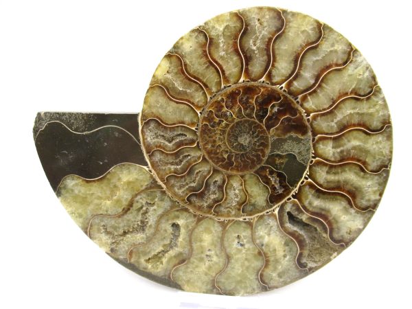 General Cretaceous Age Ammonite Pair Fossils From Madagascar For Sale #52b