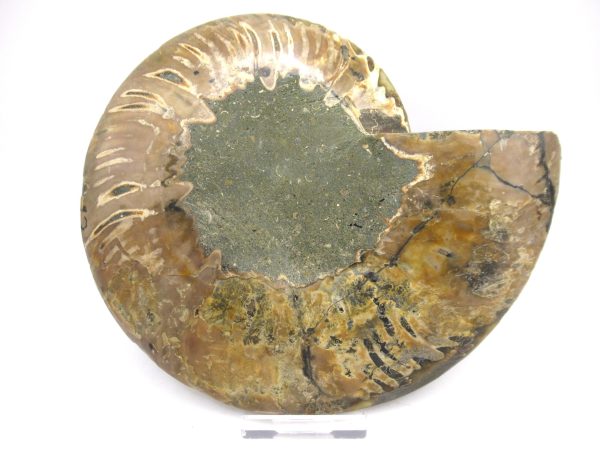 General Cretaceous Age Ammonite Pair Fossils From Madagascar For Sale #52c