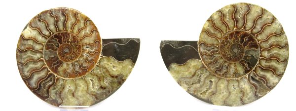 General Cretaceous Age Ammonite Pair Fossils From Madagascar For Sale #52d