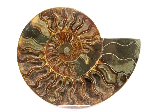 General Cretaceous Age Ammonite Pair Fossils From Madagascar For Sale #53