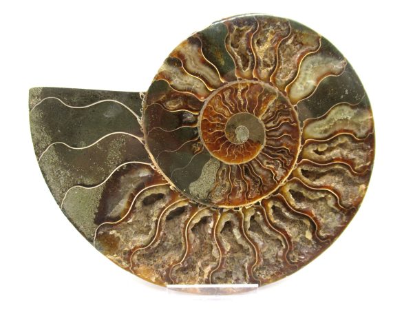 General Cretaceous Age Ammonite Pair Fossils From Madagascar For Sale #53b