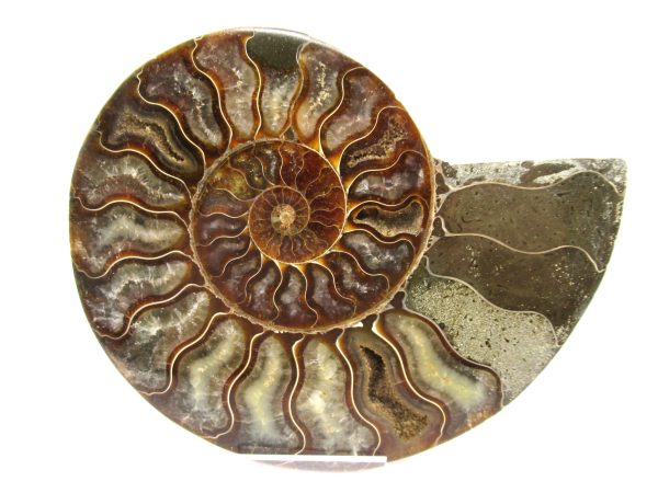 General Cretaceous Age Ammonite Pair Fossils From Madagascar For Sale #56