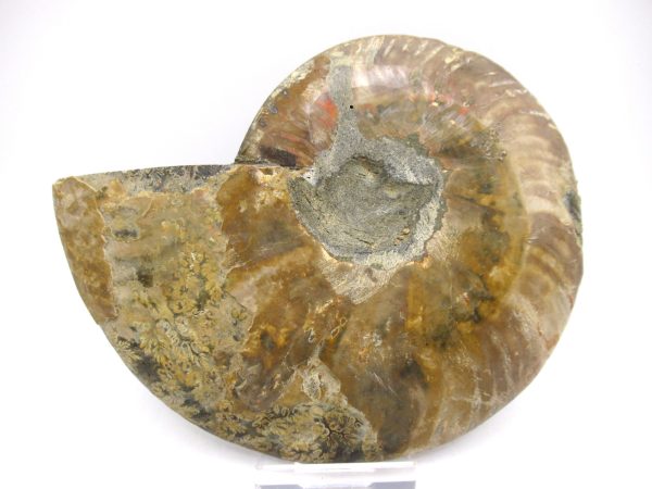 General Cretaceous Age Ammonite Pair Fossils From Madagascar For Sale #56a