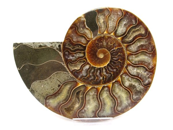 General Cretaceous Age Ammonite Pair Fossils From Madagascar For Sale #56b