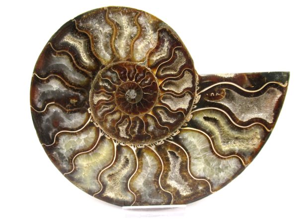 General Cretaceous Age Ammonite Pair Fossils From Madagascar For Sale #57