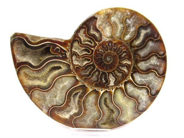 General Cretaceous Age Ammonite Pair Fossils From Madagascar For Sale #57b