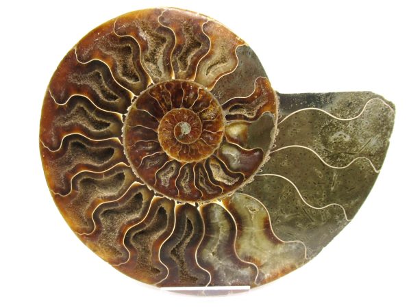 General Cretaceous Age Ammonite Pair Fossils From Madagascar For Sale #58