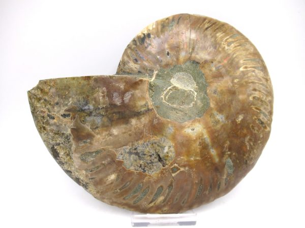 General Cretaceous Age Ammonite Pair Fossils From Madagascar For Sale #58a