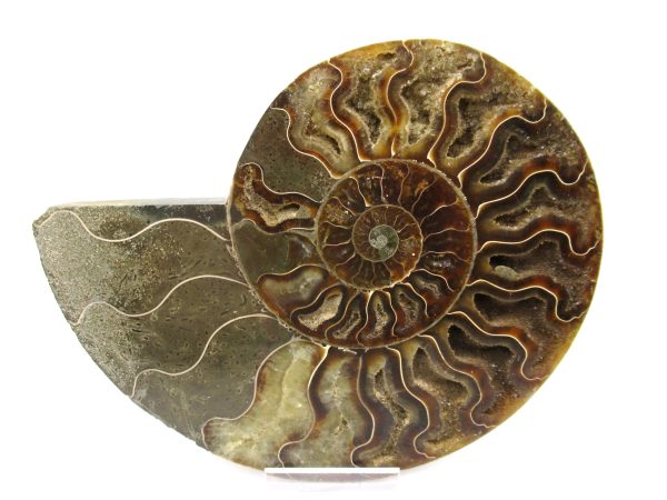 General Cretaceous Age Ammonite Pair Fossils From Madagascar For Sale #58b