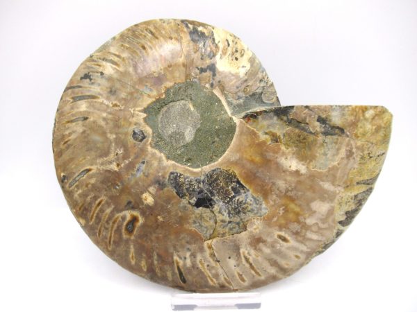 General Cretaceous Age Ammonite Pair Fossils From Madagascar For Sale #58c