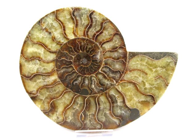 General Cretaceous Age Ammonite Pair Fossils From Madagascar For Sale #60