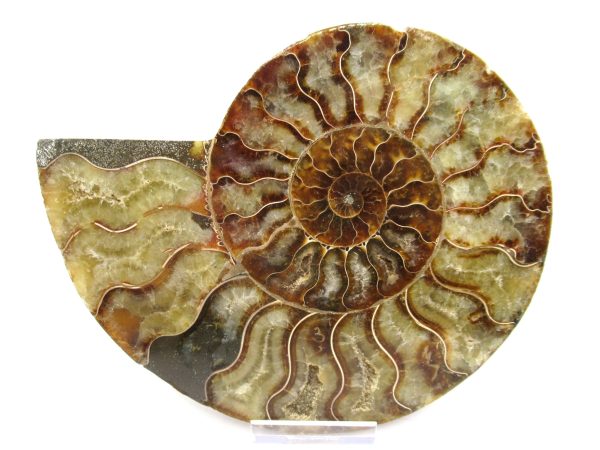 General Cretaceous Age Ammonite Pair Fossils From Madagascar For Sale #60b