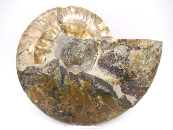 General Cretaceous Age Ammonite Pair Fossils From Madagascar For Sale #60c