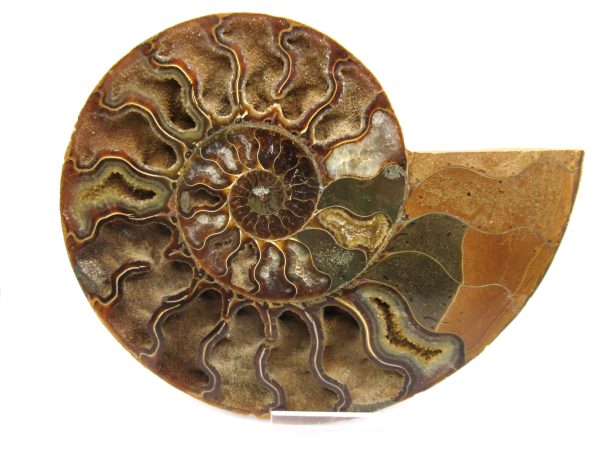 General Cretaceous Age Ammonite Pair Fossils From Madagascar For Sale #61