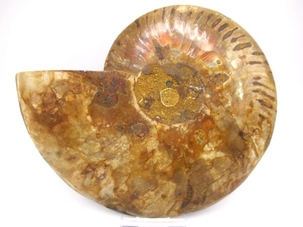 General Cretaceous Age Ammonite Pair Fossils From Madagascar For Sale #61a