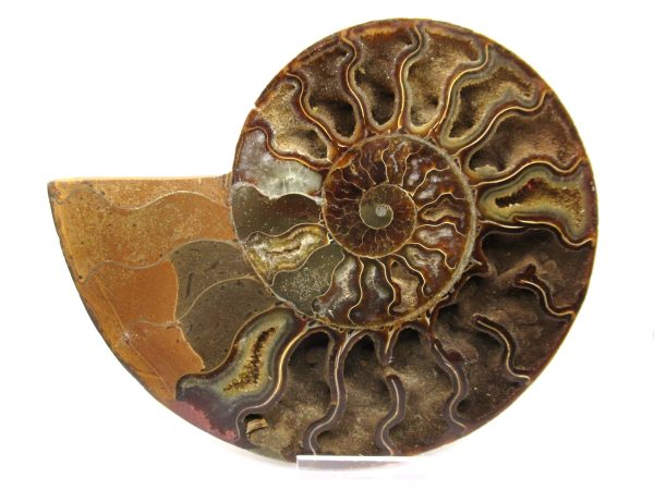 General Cretaceous Age Ammonite Pair Fossils From Madagascar For Sale #61b