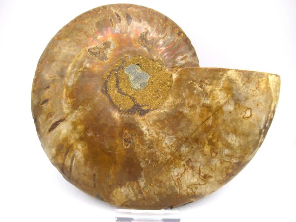 General Cretaceous Age Ammonite Pair Fossils From Madagascar For Sale #61c