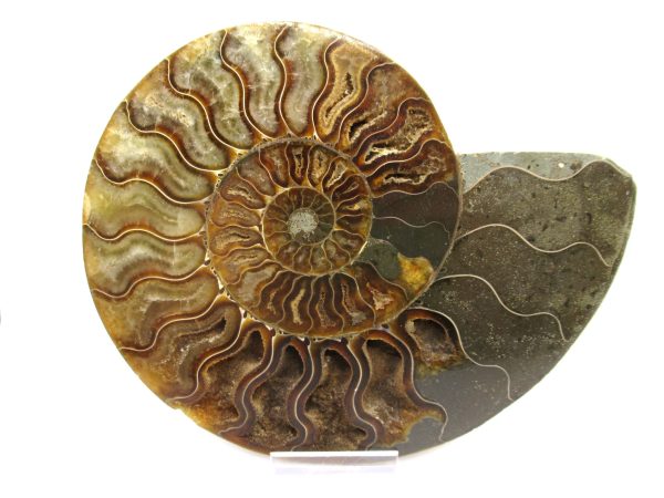 General Cretaceous Age Ammonite Pair Fossils From Madagascar For Sale #62