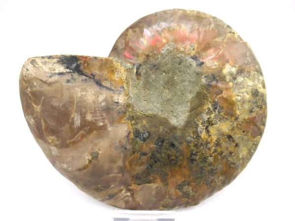 General Cretaceous Age Ammonite Pair Fossils From Madagascar For Sale #62a