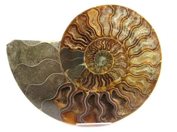 General Cretaceous Age Ammonite Pair Fossils From Madagascar For Sale #62b