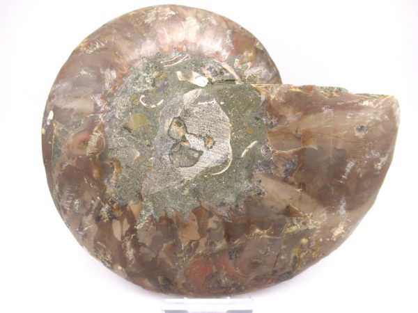 General Cretaceous Age Ammonite Pair Fossils From Madagascar For Sale #62c