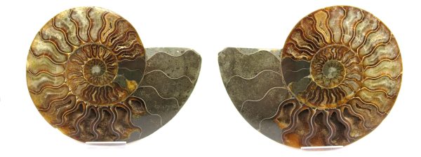 General Cretaceous Age Ammonite Pair Fossils From Madagascar For Sale #62d