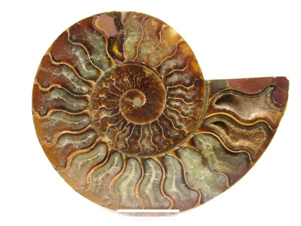 General Cretaceous Age Ammonite Pair Fossils From Madagascar For Sale #63