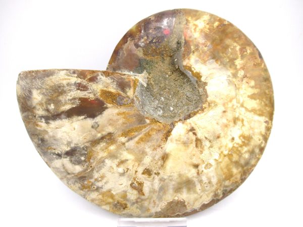 General Cretaceous Age Ammonite Pair Fossils From Madagascar For Sale #63a