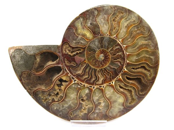 General Cretaceous Age Ammonite Pair Fossils From Madagascar For Sale #64