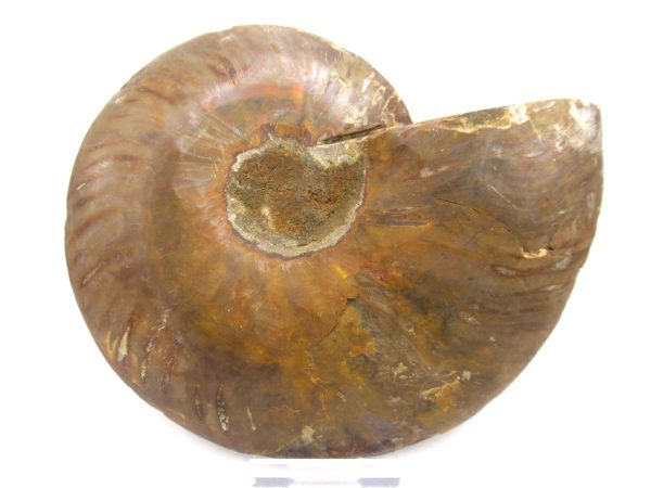 General Cretaceous Age Ammonite Pair Fossils From Madagascar For Sale #64a