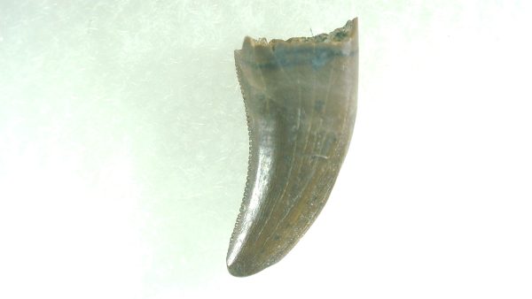 General Cretaceous Age Acheroraptor Dinosaur Tooth Fossils From Montana For Sale #10a