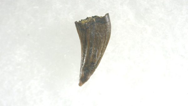 General Cretaceous Age Acheroraptor Dinosaur Tooth Fossils From Montana For Sale #1a