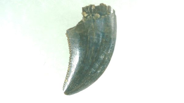 General Cretaceous Age Acheroraptor Dinosaur Tooth Fossils From Montana For Sale #5