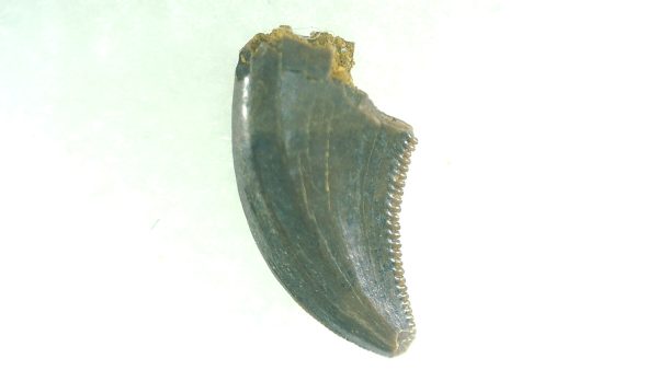 General Cretaceous Age Acheroraptor Dinosaur Tooth Fossils From Montana For Sale #5a