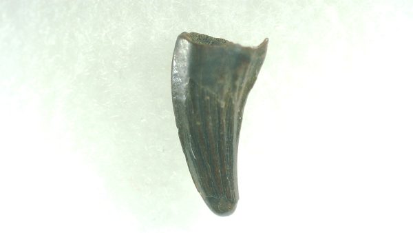 General Cretaceous Age Acheroraptor Dinosaur Tooth Fossils From Montana For Sale #6