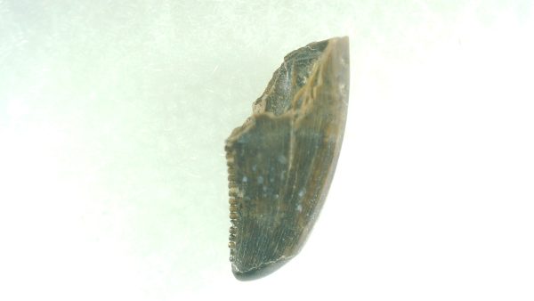 General Cretaceous Age Acheroraptor Dinosaur Tooth Fossils From Montana For Sale #8a