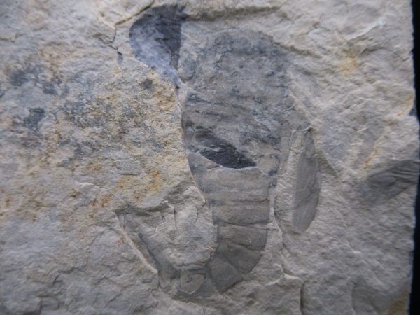 General Silurian Age Eurypterid Fossils From New York For Sale #6a