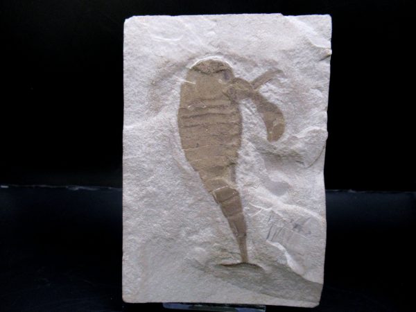 General Silurian Age Eurypterid Fossils From New York For Sale #7