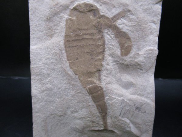 General Silurian Age Eurypterid Fossils From New York For Sale #7a