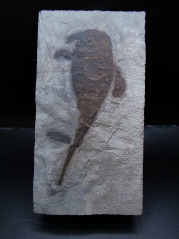 General Silurian Age Eurypterid Fossils From New York For Sale #8