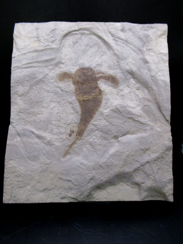 General Silurian Age Eurypterid Fossils From New York For Sale #9