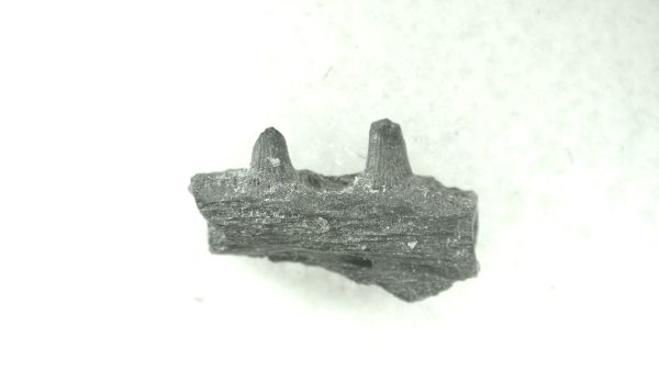 General Permian Age Cacops Jaw Fossils From Oklahoma For Sale #11a