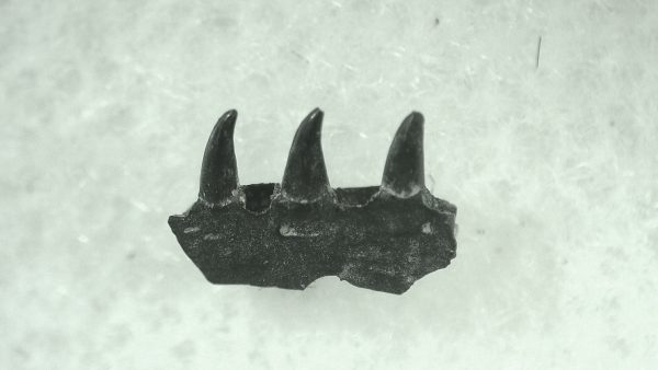 General Permian Age Varanops Synapsid Jaw From Texas For Sale #12