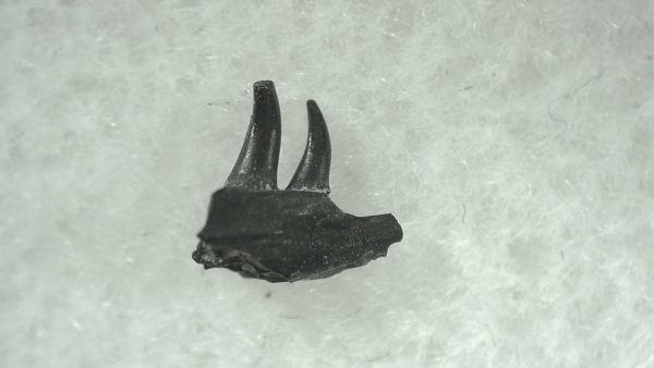 General Permian Age Varanops Synapsid Jaw From Texas For Sale #15