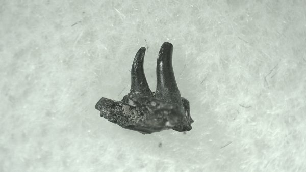 General Permian Age Varanops Synapsid Jaw From Texas For Sale #15a