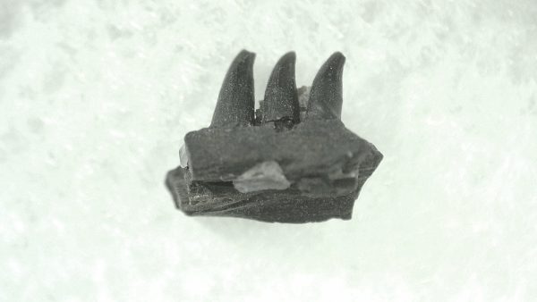 General Permian Age Varanops Synapsid Jaw From Texas For Sale #1a