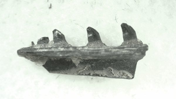 General Permian Age Varanops Synapsid Jaw From Texas For Sale #23