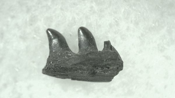 General Permian Age Varanops Synapsid Jaw From Texas For Sale #3