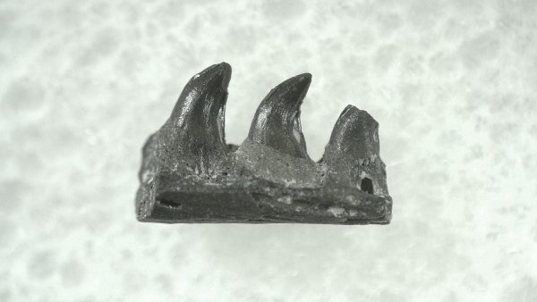 General Permian Age Varanops Synapsid Jaw From Texas For Sale #7